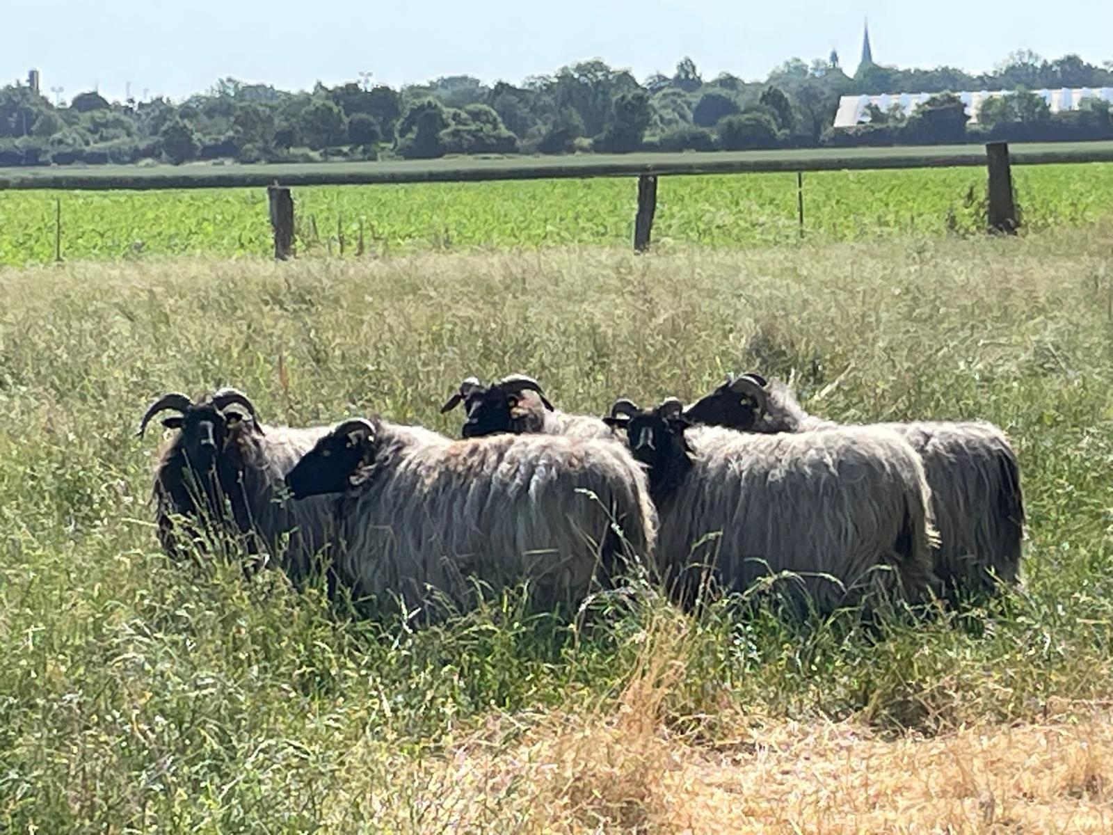 Eindruck vom Schmeddershof